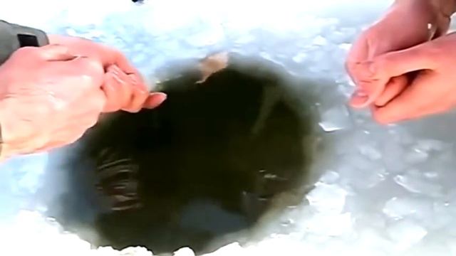 Рыбалка на зимние жерлицы. Не улов а огромная удача !) смотреть онлайн