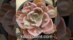 Echeveria Beyonce Rainbow