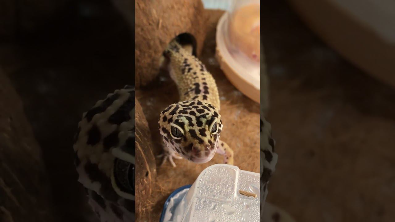 Ящерка #shortvideo #москва #zoolife #экзотика #zooanimals #зверьёмоё #zoo #эублефар #ящерицы #милота