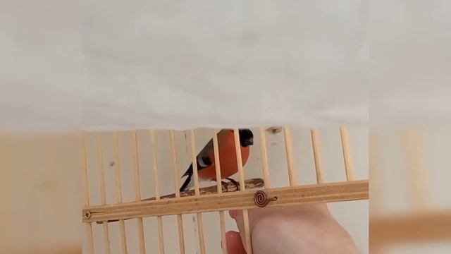 Снегирь смотреть онлайн