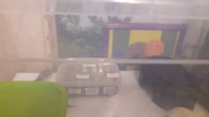 ?Инкубирование яиц эублефара.Часть 2