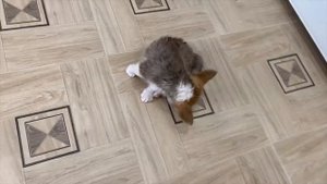 КАК ПРАВИЛЬНО МЫТЬ СОБАКУ? Первый раз моем щенка корги в ванной