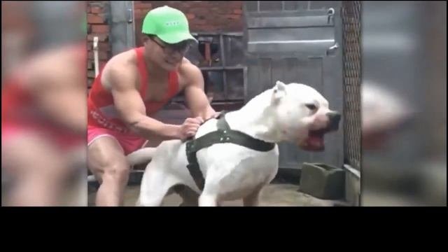 Самые сильные породы собак
