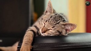 Кого же лучше кошка или собака?