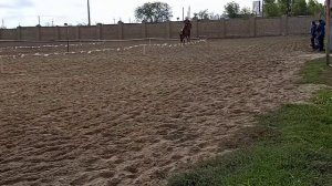 3 октября 2022 г. лошадь понесла на соревнованиях.