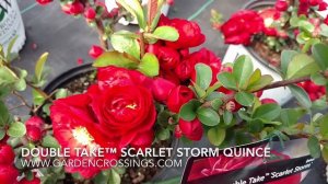 Double Take™ Scarlet Storm