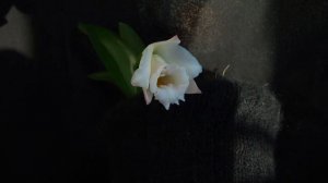 Орхидея Laelia alaorii ORCHIDS