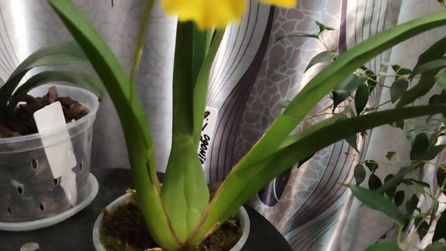 Одонтоглоссум Тайгер. Цветение смотреть онлайн