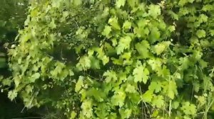 Ловля соловья. Соловей Хафиза