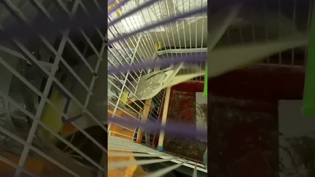 Гнездо для попугая своими руками смотреть онлайн