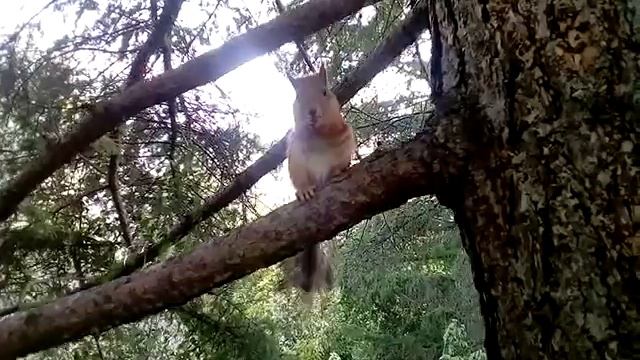 Белка грызёт орех. смотреть онлайн