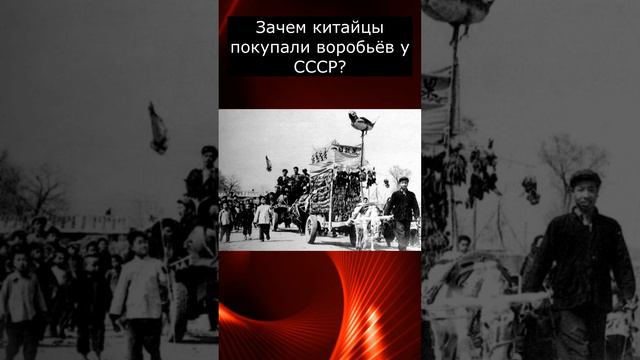 Зачем китайцы покупали воробьёв у СССР?