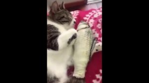 Лучшие приколы про котов