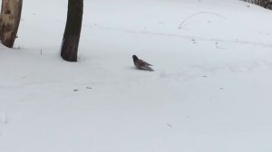 2021.01.13 Зимнее утро