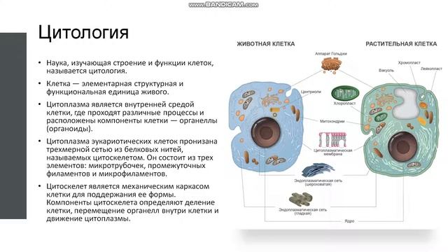 10 класс. Клеточная теория. Органоиды клетки, их функции