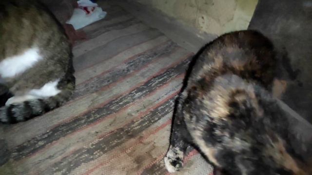 Кот Мурчик и Кошка Анфиса на прогулке. Кот Мурчик, Мурка и Анфиса греются на печке. смотреть онлайн