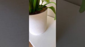 Спатифиллум Сенсация- помогите разобраться! SOS!!!