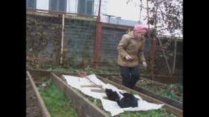 Укрываем виноград на зиму