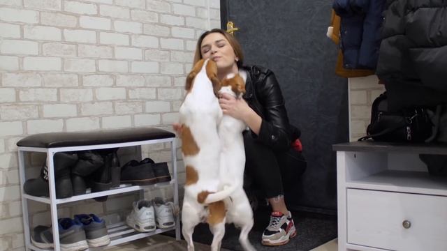 СОБАЧИЙ ХВОСТ | КАК И ЗАЧЕМ СОБАКА ВИЛЯЕТ ХВОСТОМ? смотреть онлайн