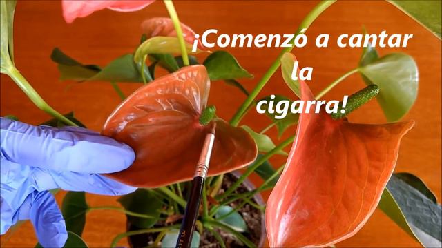 Cómo polinizar anturios смотреть онлайн