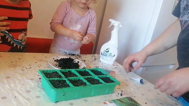 Semănăm pătrunjel și leuștean смотреть онлайн