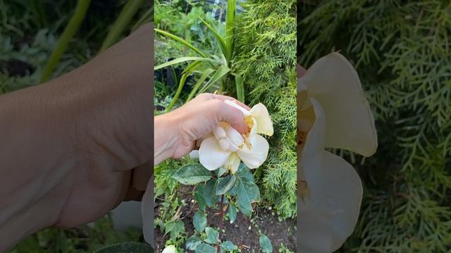 Желтая Роза. #мойсад #саженцы #моядача #цветы #садовод #розы