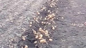 Посмотрите какой урожай картошки в этом году у нас