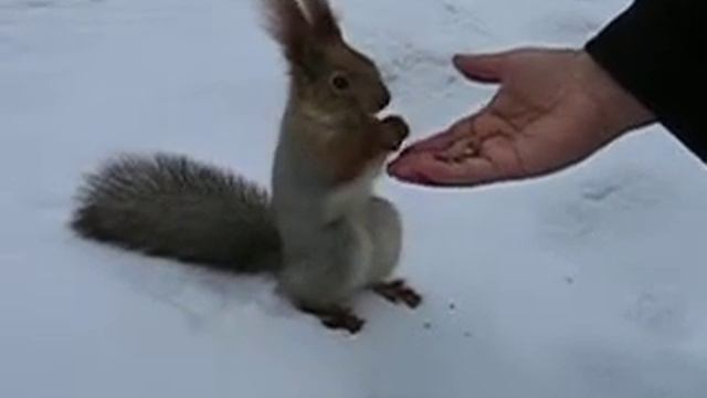 белка ест орешки смотреть онлайн