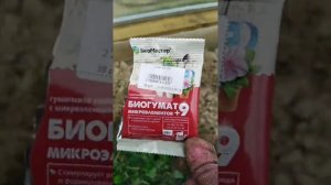 Высадка огурцов на теплую подушку из крапивы!