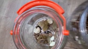 Домашние соленые помидоры/Кук помидор тузлаш./Pickled Tomatoes/Yeşil Domates Turşusu/طماطم مخللة/