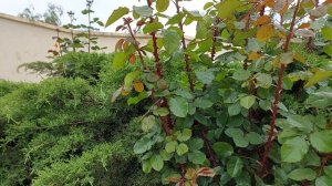 Петр Вяземский " Жизнь наша в старости - изношенный халат". Читает Ольга Алистратова.