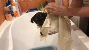 ?«УХОД ЗА ЩЕНКОМ!»?/Купание, чистка зубов, расчёсывание шёрстки/Щенок в доме/Йоркширский терьер/