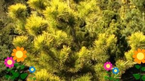 Сосна тунберга Огонь. Краткий обзор, описание характеристик, где купить pinus thunbergii Ogon