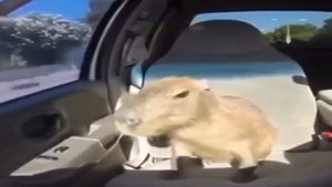 OKAY I PULL UP - ОТКУДА МЕМ?
