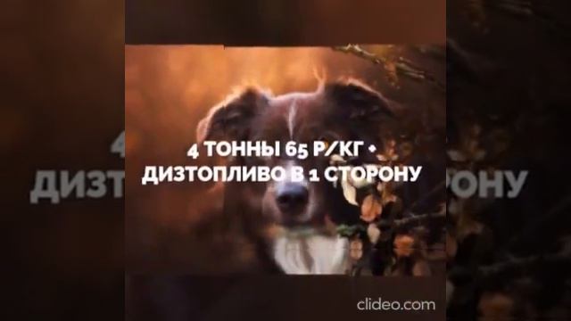 Льготная доставка корма для собак приютам и передержкам - проект Большой Приз Мосэкокорм&Партнёр смотреть онлайн