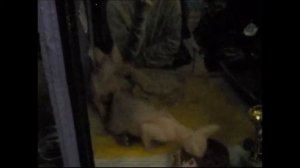 Канадский сфинкс согревает теплом котенка и так мило кушает, а рядом завоеванные кубки