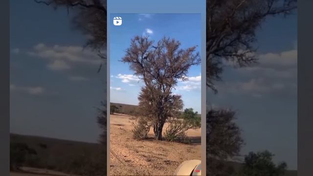 Leopard Catches A Monkey in mid air | Hunting