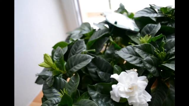 АРОМАТ НА ПОДОКОННИКЕ! ГАРДЕНИЯ ЖАСМИНОВИДНАЯ! смотреть онлайн