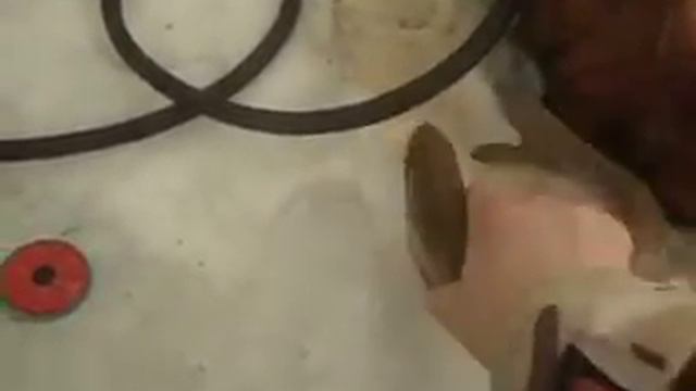 Язь... Танцы на льду! смотреть онлайн