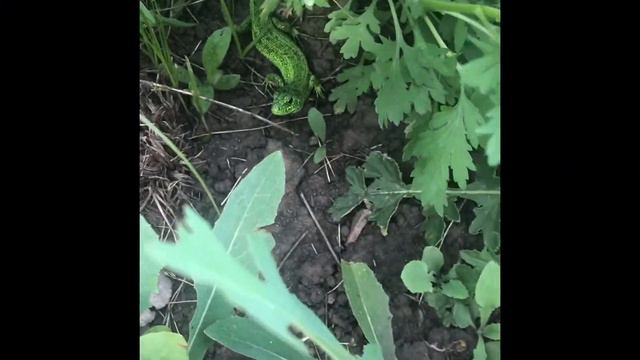 Зелёная ящерица смотреть онлайн