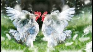 Як служив же я у пана🐔 Українські пісні