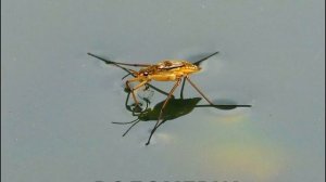 РАЗВИВАЮЩИЕ КАРТИНКИ "НАСЕКОМЫЕ". УЧИМ НАСЕКОМЫХ... Learning insects...