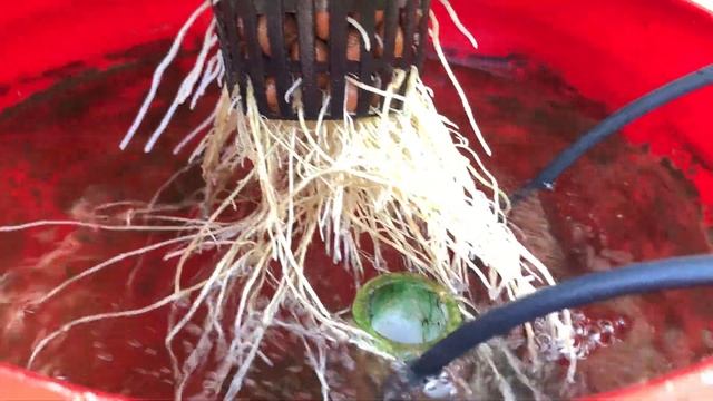 Hydroponic Papaya Experiment - Deep Water Culture