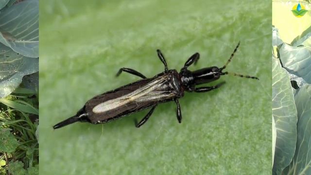 КАПУСТА ХИПО F1 ТОЛЕРАНТЕН К ТРИПСУ И УСТОЙЧИВ К НЕБЛАГОПРИЯТНЫМ УСЛОВИЯМ ВЫРАЩИВАНИЯ (01-11-2019) смотреть онлайн