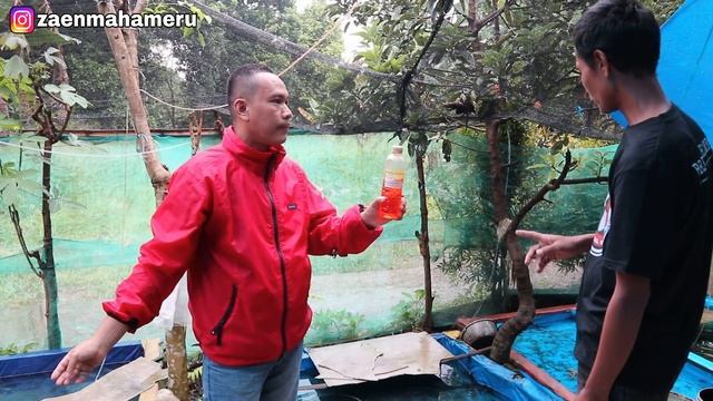 BUDIDAYA RIBUAN GUPPY BLUE DIAMOND DAN GREEN MOSCOW DI KOLAM TERPAL смотреть онлайн