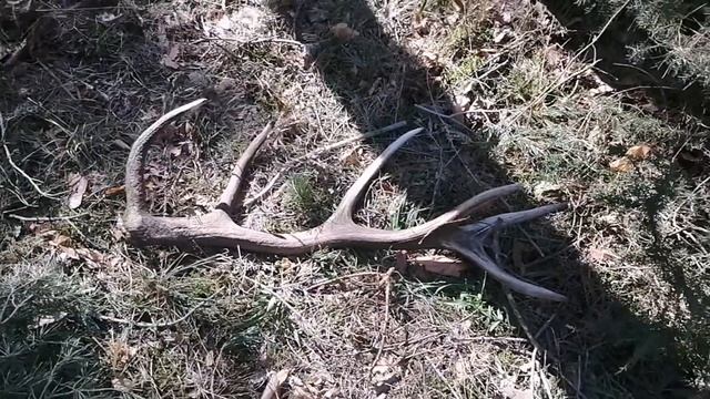 Рога оленя 2022, 4-3KG. Zrzuty jeleni 2022, Deer antlers 2022