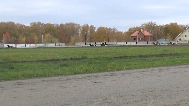 07. 10. 2023 Заезд №04 ПРИЗ «УЛОВА» смотреть онлайн