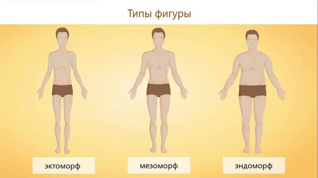 Мышцы  Работа мышц