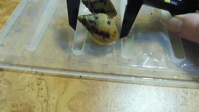 УЛИТКИ АХАТИНЫ - ВЛИЯЕТ ЛИ ЛИТРАЖ ТЕРРА И ГРУНТ НА РОСТ УЛИТЯТ ( ПИТОМНИК "МАРИ МИСТИК" ) смотреть онлайн