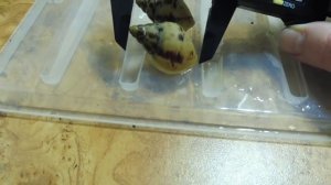 УЛИТКИ АХАТИНЫ -  ВЛИЯЕТ ЛИ ЛИТРАЖ ТЕРРА И ГРУНТ НА  РОСТ УЛИТЯТ  ( ПИТОМНИК "МАРИ МИСТИК" )